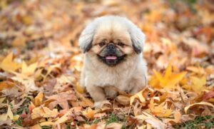 冷凍宅配弁当のコスパが良い理由とは？