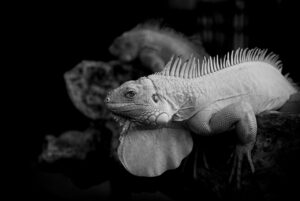 宅配食と自炊を比較した場合のメリットとデメリットは？